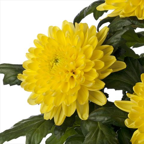 Foto de variedad de flores para ser usadas como: Flor cortada Chrysanthemum Rossano Yellow