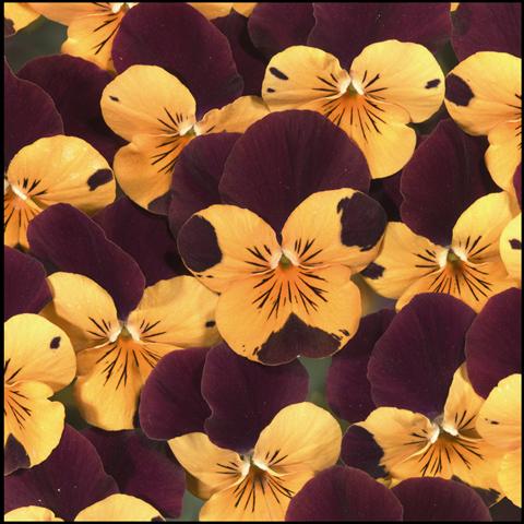 Foto de variedad de flores para ser usadas como: Planta de temporada / borde del macizo Viola cornuta Callisto Orange with Red Wing