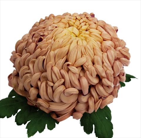 Foto de variedad de flores para ser usadas como: Maceta Chrysanthemum Vienna Copper