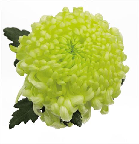 Foto de variedad de flores para ser usadas como: Maceta Chrysanthemum Vienna Cream