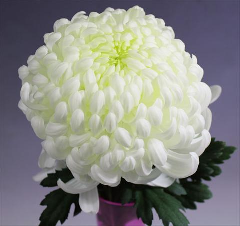 Foto de variedad de flores para ser usadas como: Maceta Chrysanthemum Vienna White