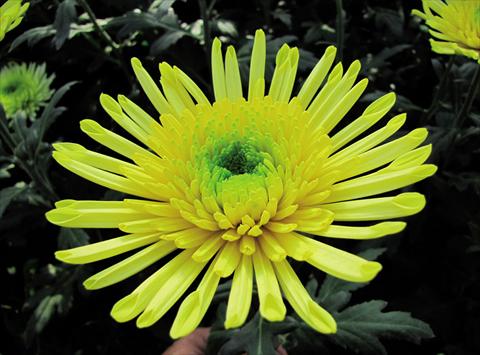 Foto de variedad de flores para ser usadas como: Flor cortada Chrysanthemum Yarada