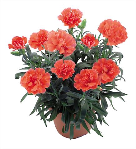 Foto de variedad de flores para ser usadas como: Maceta Dianthus caryophyllus Capriccio Coral