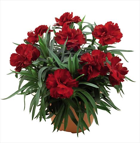 Foto de variedad de flores para ser usadas como: Maceta Dianthus caryophyllus Capriccio Dark Red