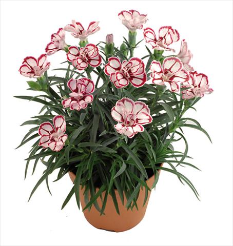 Foto de variedad de flores para ser usadas como: Maceta Dianthus caryophyllus Capriccio Fancy Crimson