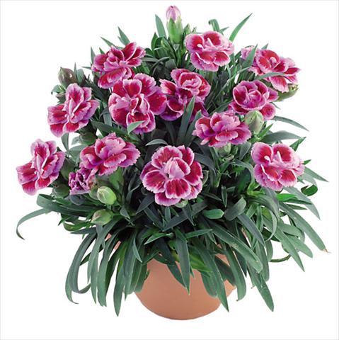 Foto de variedad de flores para ser usadas como: Maceta Dianthus caryophyllus Capriccio Fancy Violet