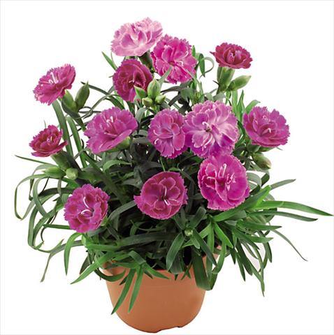 Foto de variedad de flores para ser usadas como: Maceta Dianthus caryophyllus Capriccio Lavender