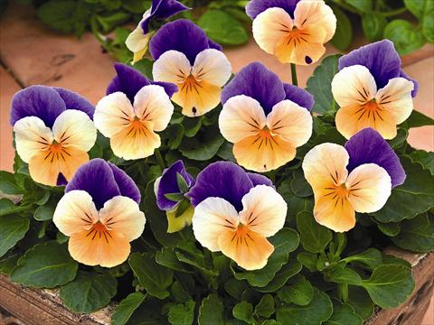 Foto de variedad de flores para ser usadas como: Planta de temporada / borde del macizo Viola cornuta Callisto Peach Duet