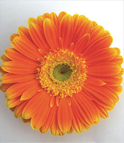 Foto de variedad de flores para ser usadas como: Maceta Gerbera jamesonii Kyllian Arancio