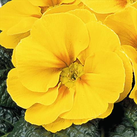 Foto de variedad de flores para ser usadas como: Tarrina de colgar / Maceta Primula acaulis, veris, vulgaris Maxi Yellow with Eye