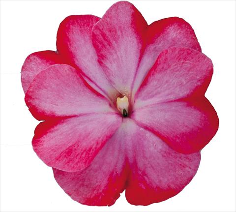 Foto de variedad de flores para ser usadas como: Maceta o cesta de trasplante Impatiens N. Guinea RE-AL Galaxy Tiago Bicolore rosa rosso