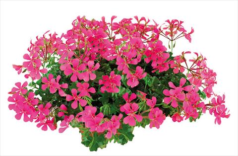 Foto de variedad de flores para ser usadas como: Maceta Pelargonium peltatum Joker Hot Pink