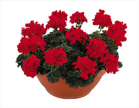 Foto de variedad de flores para ser usadas como: Maceta Pelargonium zonale Openeyes Shaggy Red