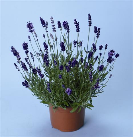 Foto de variedad de flores para ser usadas como: Planta de temporada / borde del macizo Lavandula angustifolia Ellagance