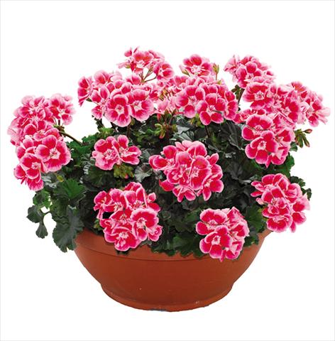 Foto de variedad de flores para ser usadas como: Maceta Pelargonium zonale Openeyes Pink Red Splash
