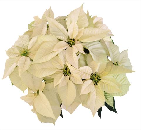 Foto de variedad de flores para ser usadas como: Maceta Poinsettia - Euphorbia pulcherrima RE-AL Snowball