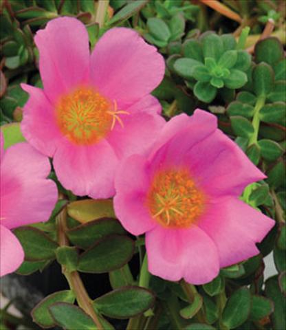 Foto de variedad de flores para ser usadas como: Maceta Portulaca Electric Pink