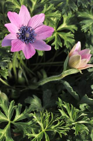 Foto de variedad de flores para ser usadas como: Flor cortada Anemone coronaria L. Concerto