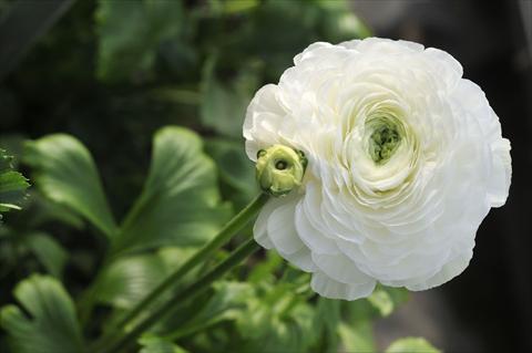 Foto de variedad de flores para ser usadas como: Flor cortada Ranunculus asiaticus Elegance Bianco