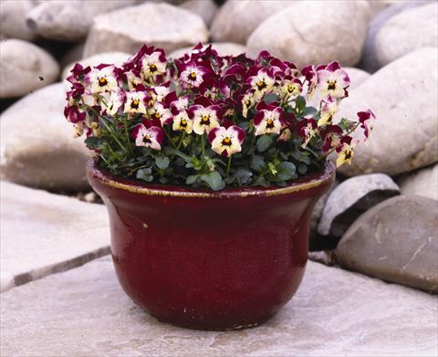 Foto de variedad de flores para ser usadas como: Planta de temporada / borde del macizo Viola cornuta Valentine