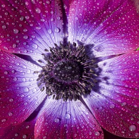 photo of flower to be used as: Cutflower Anemone coronaria L. Mistral Magenta