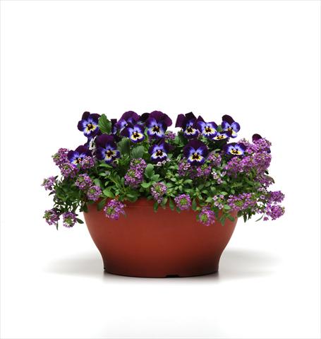 Foto de variedad de flores para ser usadas como: Tarrina de colgar / Maceta 2 Combo Coloursgames Purple Cotton
