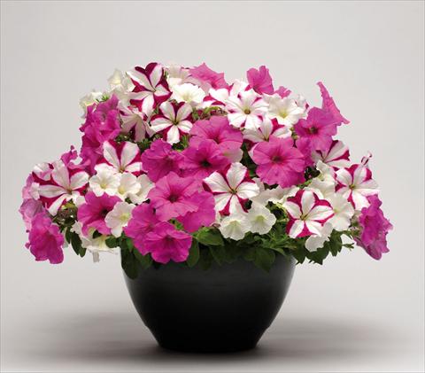 Foto de variedad de flores para ser usadas como: Tarrina de colgar / Maceta 2 Combo Couloursgames Strawberry Pie
