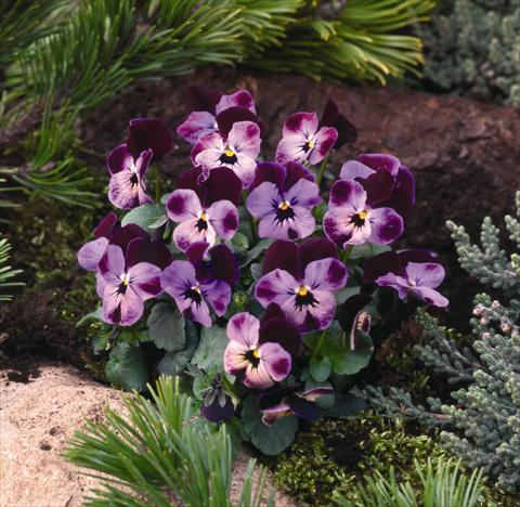 Foto de variedad de flores para ser usadas como: Planta de temporada / borde del macizo Viola cornuta Pierrot F1