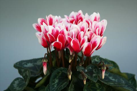 Foto de variedad de flores para ser usadas como: Maceta Cyclamen persicum mini Mini ciclamino Picola Shine Red