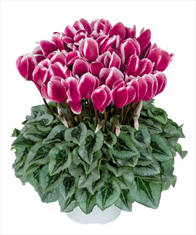 Foto de variedad de flores para ser usadas como: Maceta Cyclamen persicum Halios fantasia Magenta Decora