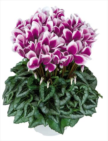 Foto de variedad de flores para ser usadas como: Maceta Cyclamen persicum Halios Fantasia Violet Foncé Decora