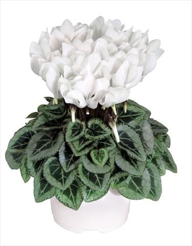 Foto de variedad de flores para ser usadas como: Maceta Cyclamen persicum Metis Blanc Pur