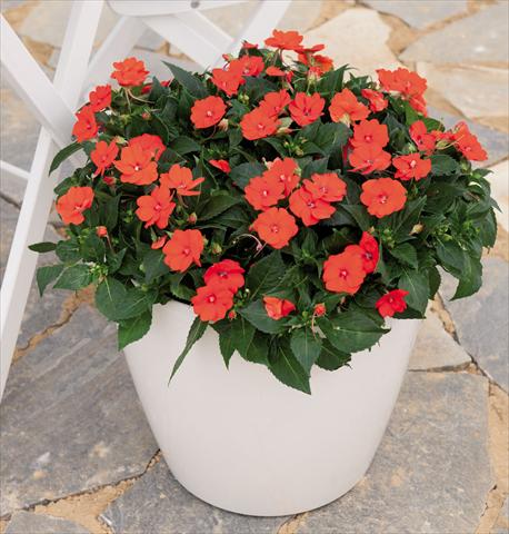 Foto de variedad de flores para ser usadas como: Maceta y planta de temporada Impatiens hawkerii Sunpatiens Compact Electric Orange