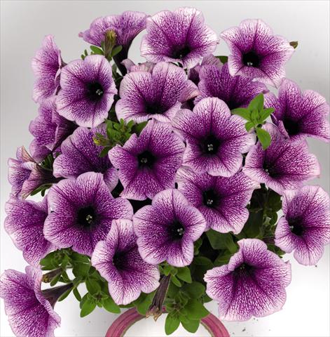 Foto de variedad de flores para ser usadas como: Maceta o cesta de trasplante Petunia hybrida Poptunia Blue Vein