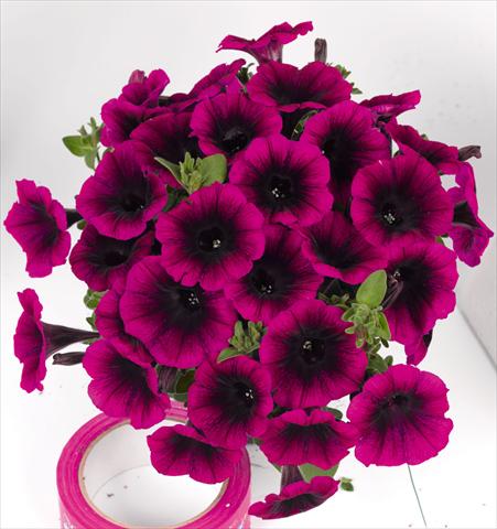 Foto de variedad de flores para ser usadas como: Maceta o cesta de trasplante Petunia hybrida Poptunia Deep Raspberry