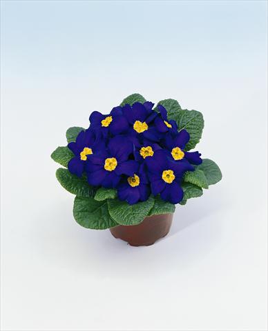 Foto de variedad de flores para ser usadas como: Tarrina de colgar / Maceta Primula acaulis, veris, vulgaris Select Blue
