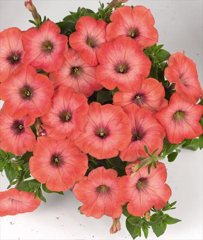 Foto de variedad de flores para ser usadas como: Maceta o cesta de trasplante Petunia hybrida Poptunia Orange