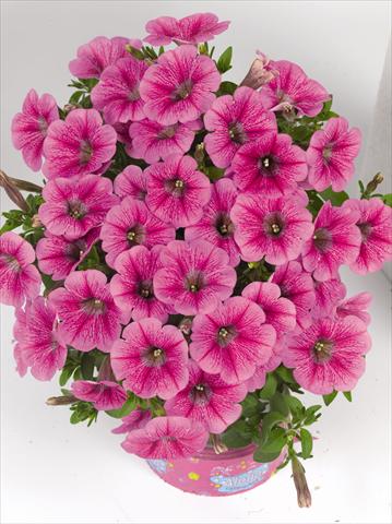 Foto de variedad de flores para ser usadas como: Maceta o cesta de trasplante Petunia hybrida Poptunia Pink