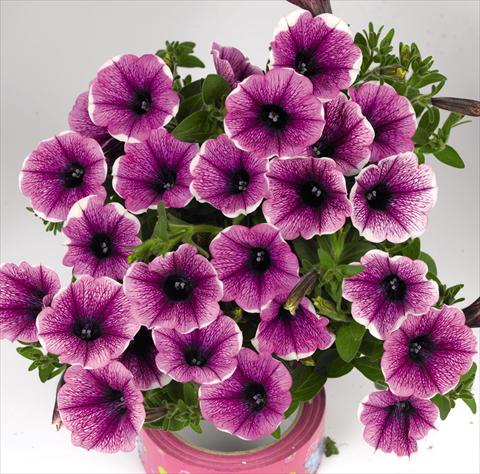 Foto de variedad de flores para ser usadas como: Maceta o cesta de trasplante Petunia hybrida Petunia hybrida Poptunia White Merlot