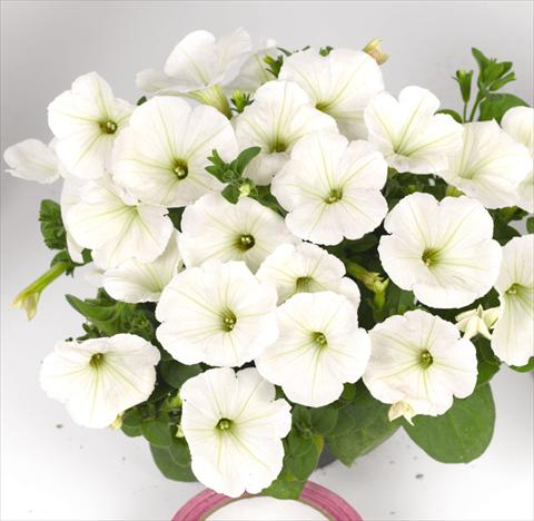 Foto de variedad de flores para ser usadas como: Maceta o cesta de trasplante Petunia hybrida Poptunia White