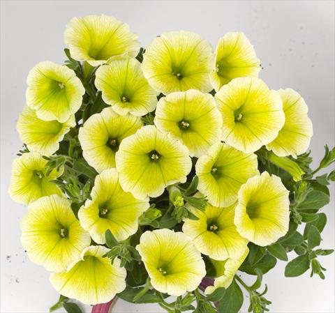Foto de variedad de flores para ser usadas como: Maceta o cesta de trasplante Petunia hybrida Poptunia Yellow