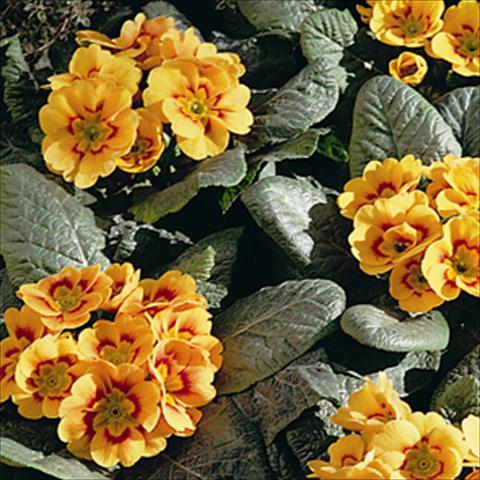 Foto de variedad de flores para ser usadas como: Tarrina de colgar / Maceta Primula acaulis, veris, vulgaris Sphinx Apricot