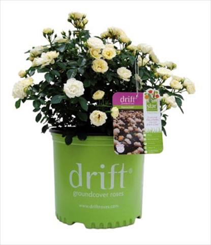 Foto de variedad de flores para ser usadas como: Maceta y planta de temporada Rosa floribunda Popcorn Drift