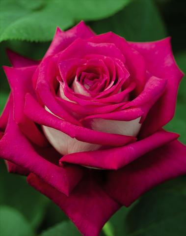 Foto de variedad de flores para ser usadas como: Maceta y planta de temporada Rosa floribunda GF Monica Bellucci
