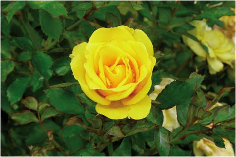 Foto de variedad de flores para ser usadas como: Maceta y planta de temporada Rosa floribunda Golden Bonica