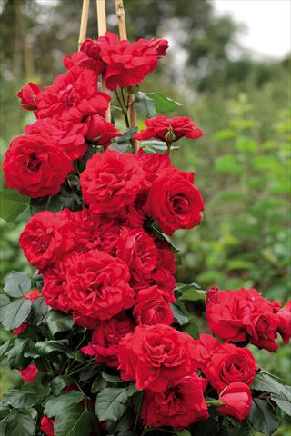 Foto de variedad de flores para ser usadas como: Maceta y planta de temporada Rosa rampicante GPT Negresco