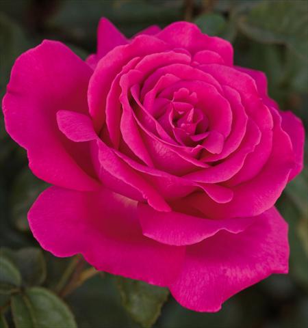 Foto de variedad de flores para ser usadas como: Maceta y planta de temporada Rosa floribunda Velasquez
