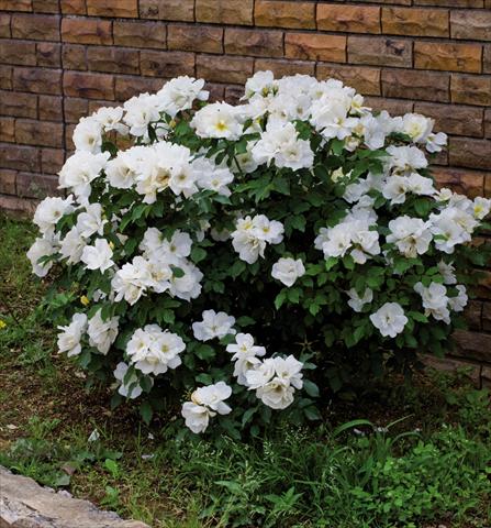 Foto de variedad de flores para ser usadas como: Maceta y planta de temporada Rosa floribunda Knock Out White