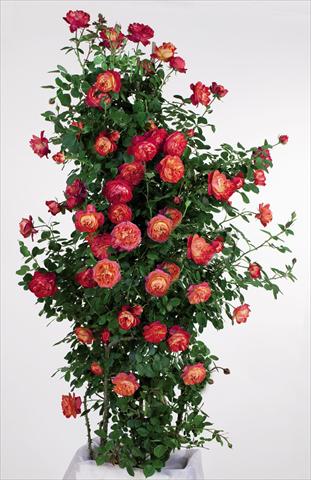 Foto de variedad de flores para ser usadas como: Maceta y planta de temporada Rosa rampicante GPT Baby Romantica
