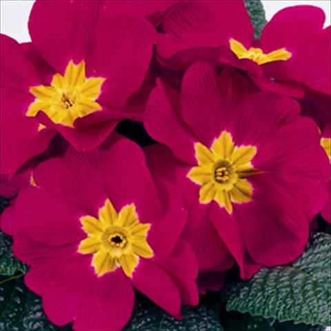 Foto de variedad de flores para ser usadas como: Tarrina de colgar / Maceta Primula acaulis, veris, vulgaris Meridian Carmine